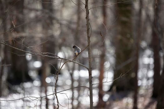 Curious eastern phoebe ()Sayornis phoebe looking around from a small, bare branch