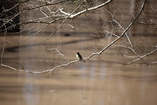 Eastern phoebe (Sayornis phoebe) calling from a bare branch hanging over muddy water