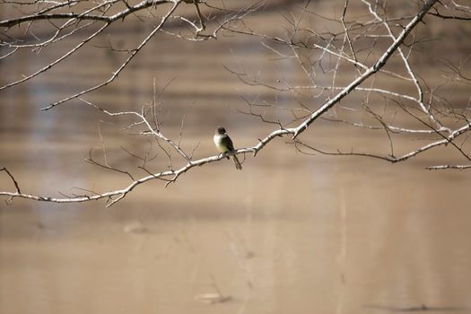 Curious eastern phoebe (Sayornis phoebe) on a bare branch hanging over muddy water