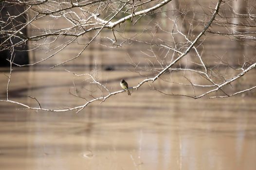 Curious eastern phoebe (Sayornis phoebe) on a bare branch hanging over muddy water