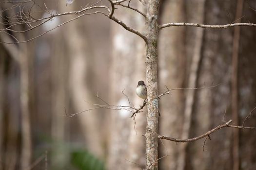 Curious eastern phoebe (Sayornis phoebe) peeking around a small tree trunk from a small, bare branch