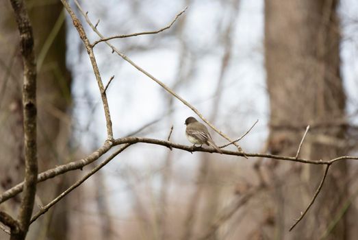 Curious eastern phoebe (Sayornis phoebe) tilting its head, looking around from a small branch