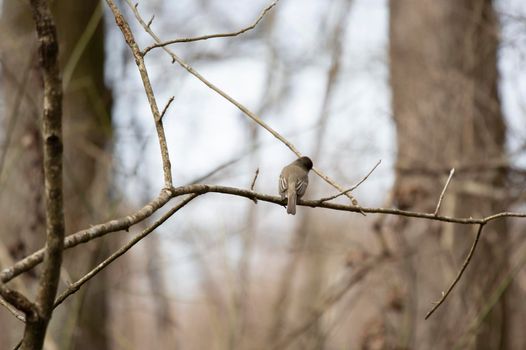 Curious eastern phoebe (Sayornis phoebe) looking around from a small branch