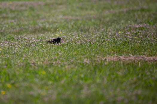 European starling (Sturnus vulgaris) hidden by the tall grass as it forages in a meadow