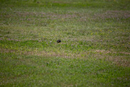 European starling (Sturnus vulgaris) foraging in a meadow