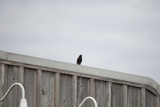 EUropean starling on top of a building