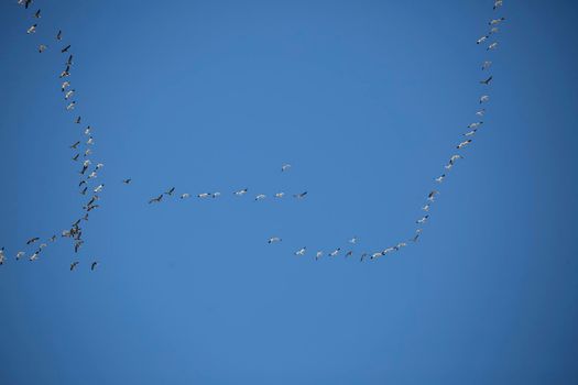 A flock of geese migrating through a deep blue sky