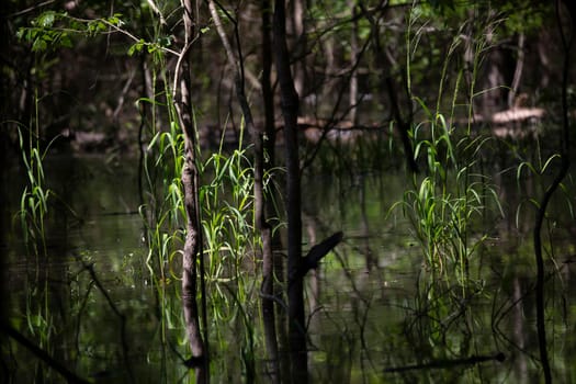 Tall grass and small trees growing in a swamp