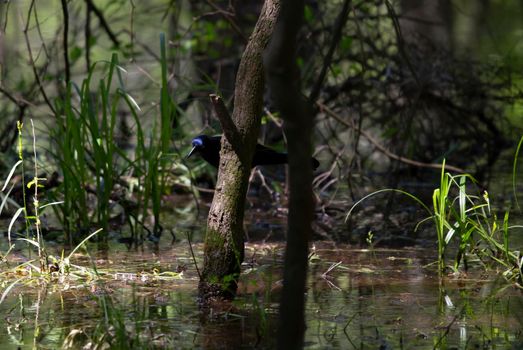 Common grackle perched low in a bush to hunt in swamp water