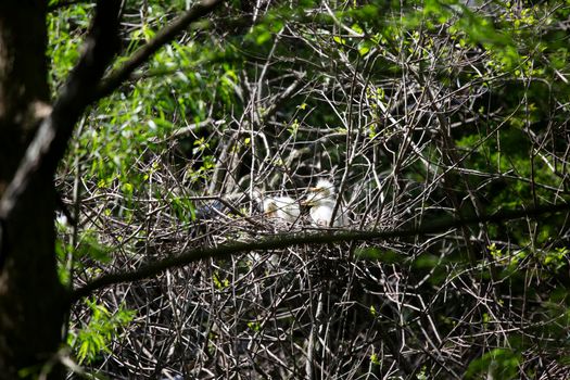 Great egret (Ardea alba) chicks waiting on their parent to come home