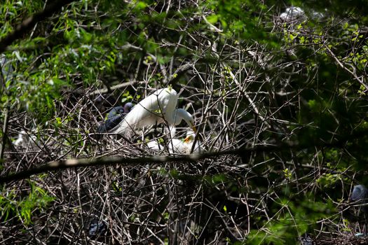 Great egret () parent reaching down toward its chicks