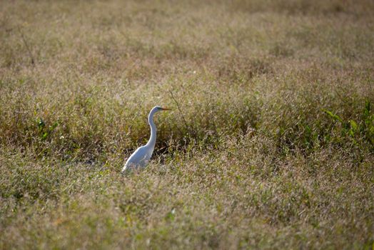 Great egret (Ardea alba) quietly hunting in a marsh