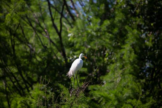Great egret (Ardea alba) watching its surroundings from a tree top