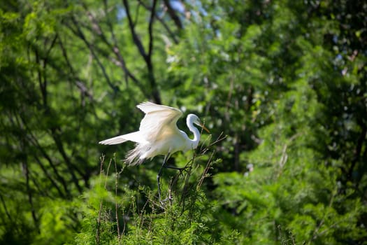 Great egret (Ardea alba) landing on a tree top