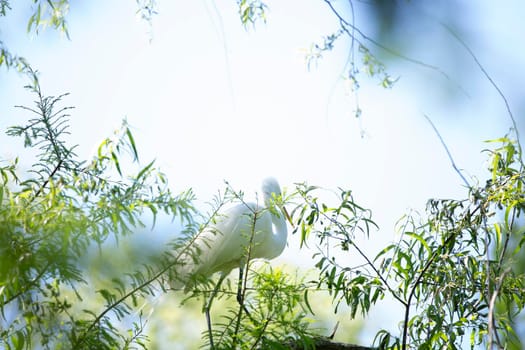 High key toned image of a great egret (Ardea alba) on a tree top