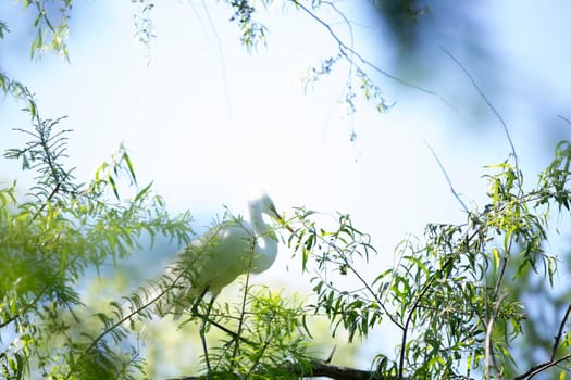 High key toned image of a great egret (Ardea alba) on a tree top