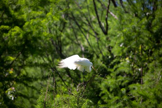 Great egret (Ardea alba) guarding its colony from a tree perch