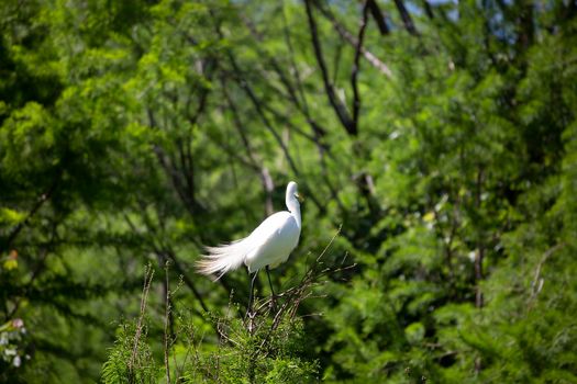 Great egret (Ardea alba) guarding its colony from a tree perch