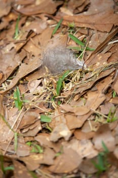 Clump of fluffy grey feathers on the leaf-laden ground