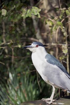 Close up of a black-crowned night heron (Nycticorax nycticorax) on a wooden platform