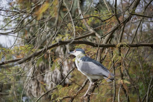Close up of a black-crowned night heron (Nycticorax nycticorax) on a tree branch