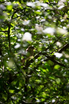 Juvenile brown thrasher (Toxostoma rufum) bird in a bush
