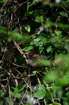 Juvenile brown thrasher bird (Toxostoma rufum) partially hidden in a bush