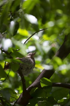 Juvenile brown thrasher bird (Toxostoma rufum) looking around from a perch in a bush