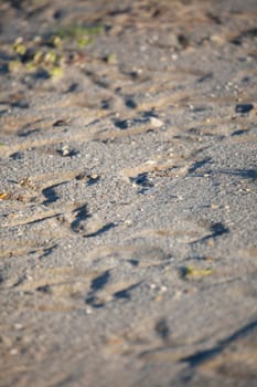 Numerous bird tracks sunk deep on beach sand