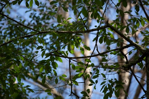 Green leaves growing on a tree against a blue sky