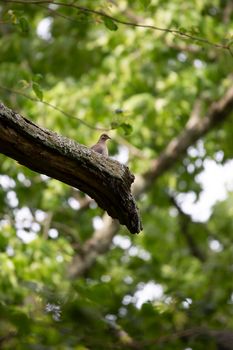 Mourning dove (Zenaida macroura) hidden in the green leaves of a tree