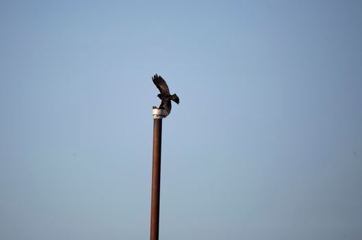 Male red-winged blackbird (Agelaius phoeniceus) flying near a tall metal post