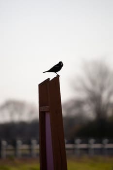 Silhouette of a red-winged blackbird (Agelaius phoeniceus) perched on a sign post looking out menacingly