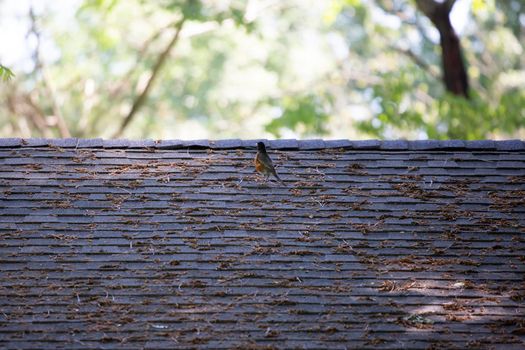 American robin (Turdus migratorius) on a shingled roof