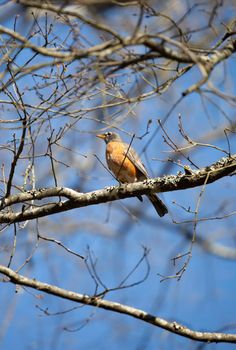 Curious American robin (Turdus migratorius) looking around from its perch on a tree limb on a nice day