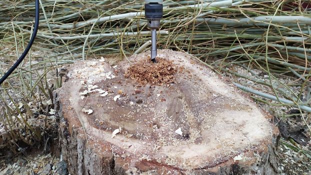 DIY technique for removing old tree stump using electric drill. Drilling larges holes in stump makes the rotting process faster and you can chop it out in next season avoiding expensive machinery.