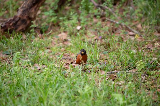 Watchful American robin (Turdus migratorius) looking around warily as it forages for insects in green grass on the ground