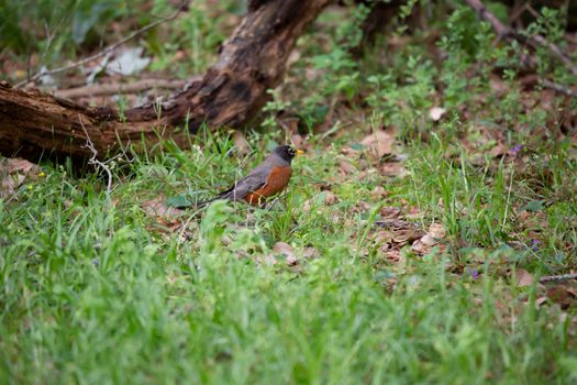 Watchful American robin (Turdus migratorius) foraging for insects in green grass on the ground