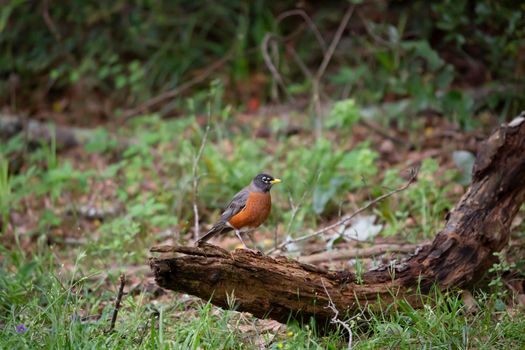 Curious American robin (Turdus migratorius) looking around from its perch on a rotting limb on the ground