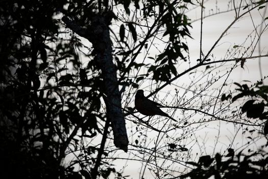 Silhouette of an American robin (Turdus migratorius) looking out curiously from its perch on a small branch