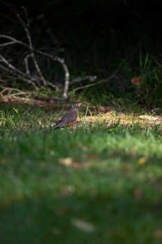 American robin (Turdus migratorius) cautiously foraging in a yard