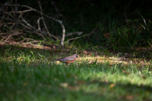 American robin (Turdus migratorius) cautiously foraging in a yard