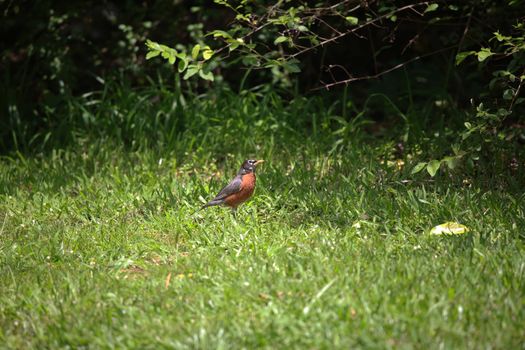 American robin (Turdus migratorius) cautiously foraging in a yard