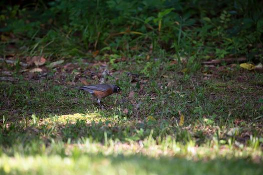 American robin (Turdus migratorius) foraging for worms in a yard
