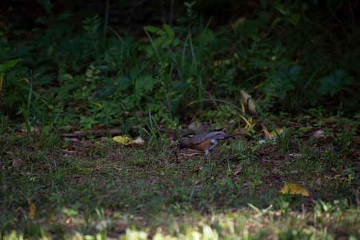 American robin (Turdus migratorius) foraging for food in a well-manacured lawn