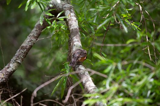 American robin (Turdus migratorius) foraging for food on a tree limb