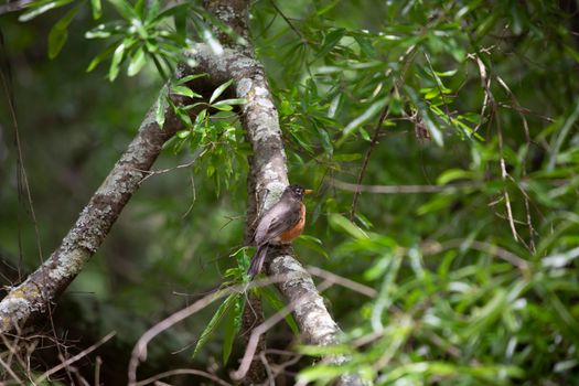 American robin (Turdus migratorius) perched on a tree limb