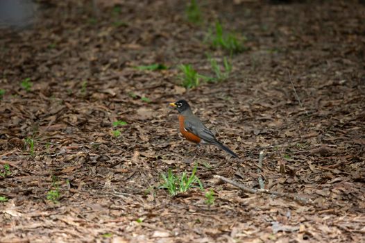 American robin (Turdus migratorius) foraging on the ground for worms