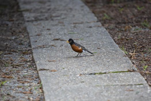 Juvenile American robin (Turdus migratorius) on a sidewalk in a yard