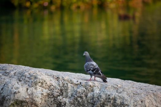Rock pigeon (Columba livia) on a rock near a lake